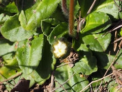 Bellis pappulosa