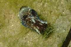 Haminoea exigua