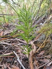 Lycopodium deuterodensum