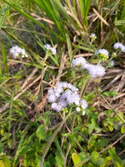 Ageratum houstonianum