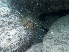 Astropyga pulvinata