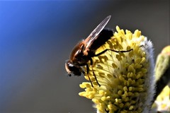 Cheilosia grossa