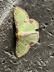 Eucyclodes buprestaria