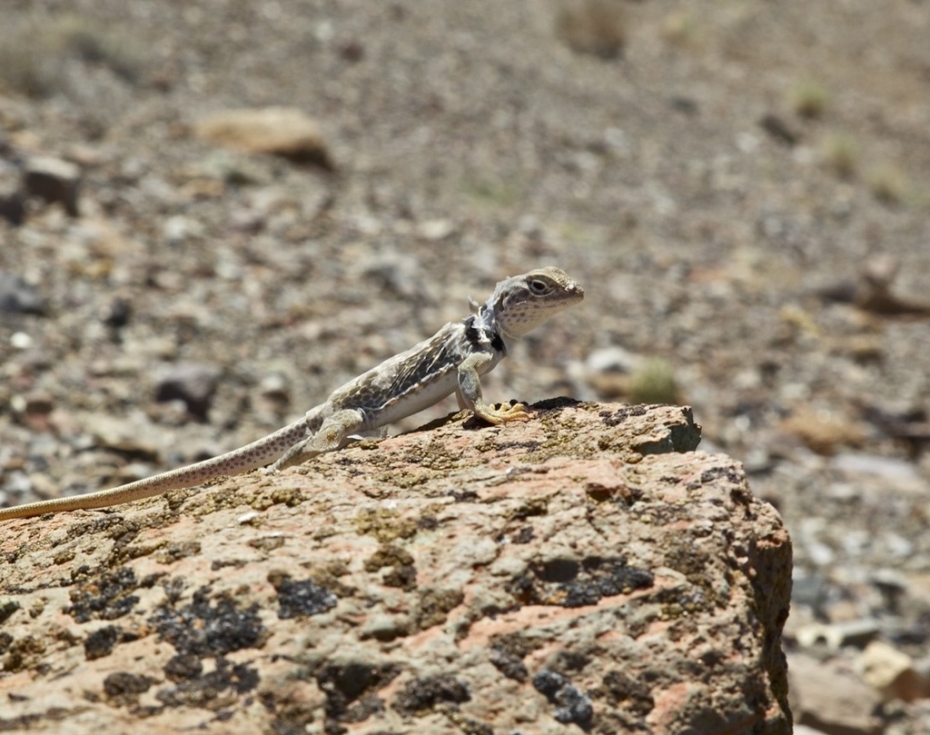 Desert Collared Lizard in August 2010 by herper47 · iNaturalist
