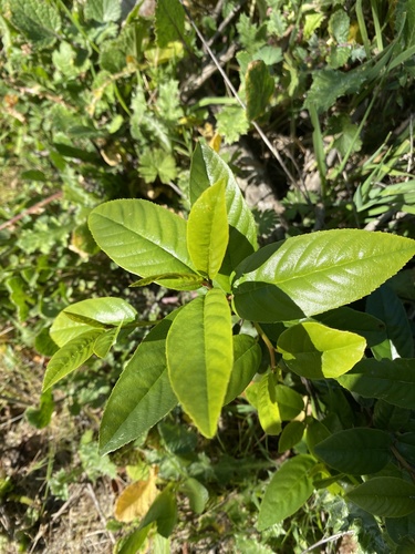 California Coffeeberry seedling