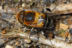 Palpada ruficeps