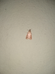 Lepidoptera