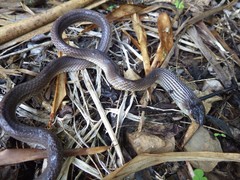 Stegonotus australis