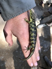 Abronia oaxacae