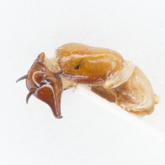 Phyllophaga disparilis