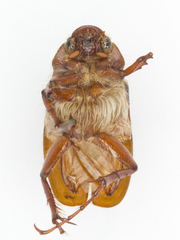 Phyllophaga disparilis