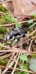 Laphria cinerea