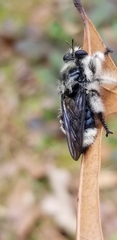 Laphria cinerea