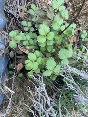 Drymocallis lactea austiniae