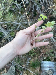 Drymocallis lactea austiniae