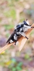 Laphria cinerea