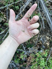 Drymocallis lactea austiniae