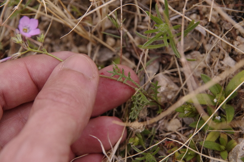 Image of Gilia flavocincta by (c) Eric Knight, some rights reserved (CC BY)