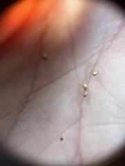 Drymocallis lactea austiniae