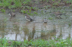 Stizoptera bichenovii bichenovii