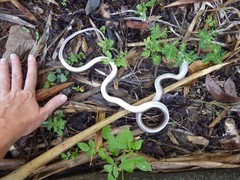 Stegonotus australis