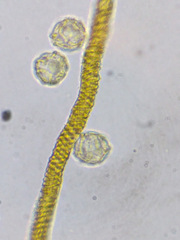 Oligonema persimile