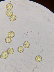 Oligonema persimile