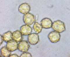 Oligonema persimile