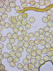 Oligonema persimile