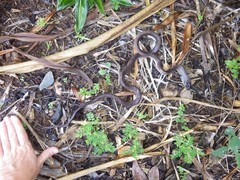 Stegonotus australis