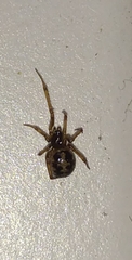 Steatoda triangulosa