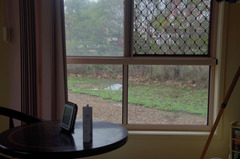 Stizoptera bichenovii bichenovii