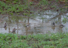 Stizoptera bichenovii bichenovii