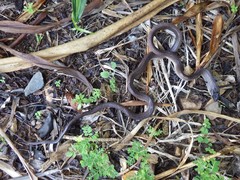 Stegonotus australis