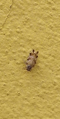 Cixiosoma bonaerense