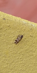 Cixiosoma bonaerense