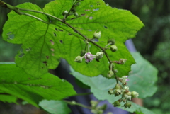 Rubus setchuenensis
