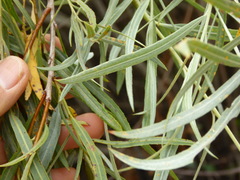 Salix exigua hindsiana