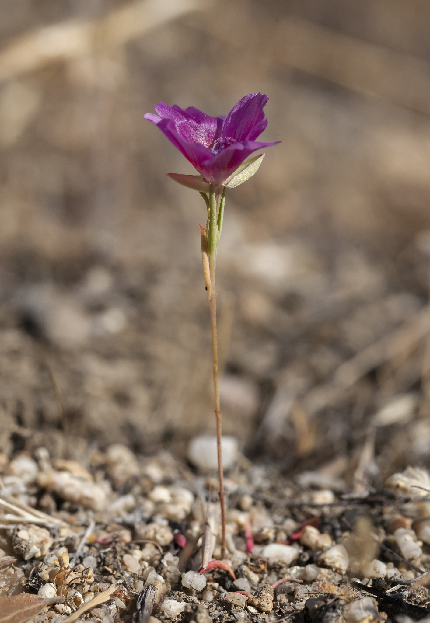 Clarkia jolonensis