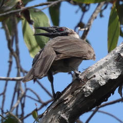 Philemon buceroides yorki