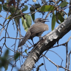 Philemon buceroides yorki