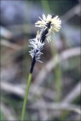 Carex concinnoides