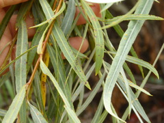 Salix exigua hindsiana