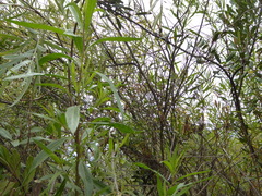 Salix exigua hindsiana