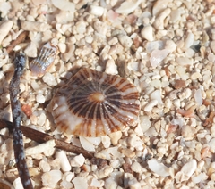 Siphonaria naufragum
