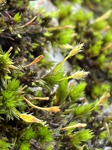 Ulota hutchinsiae var. hutchinsiae