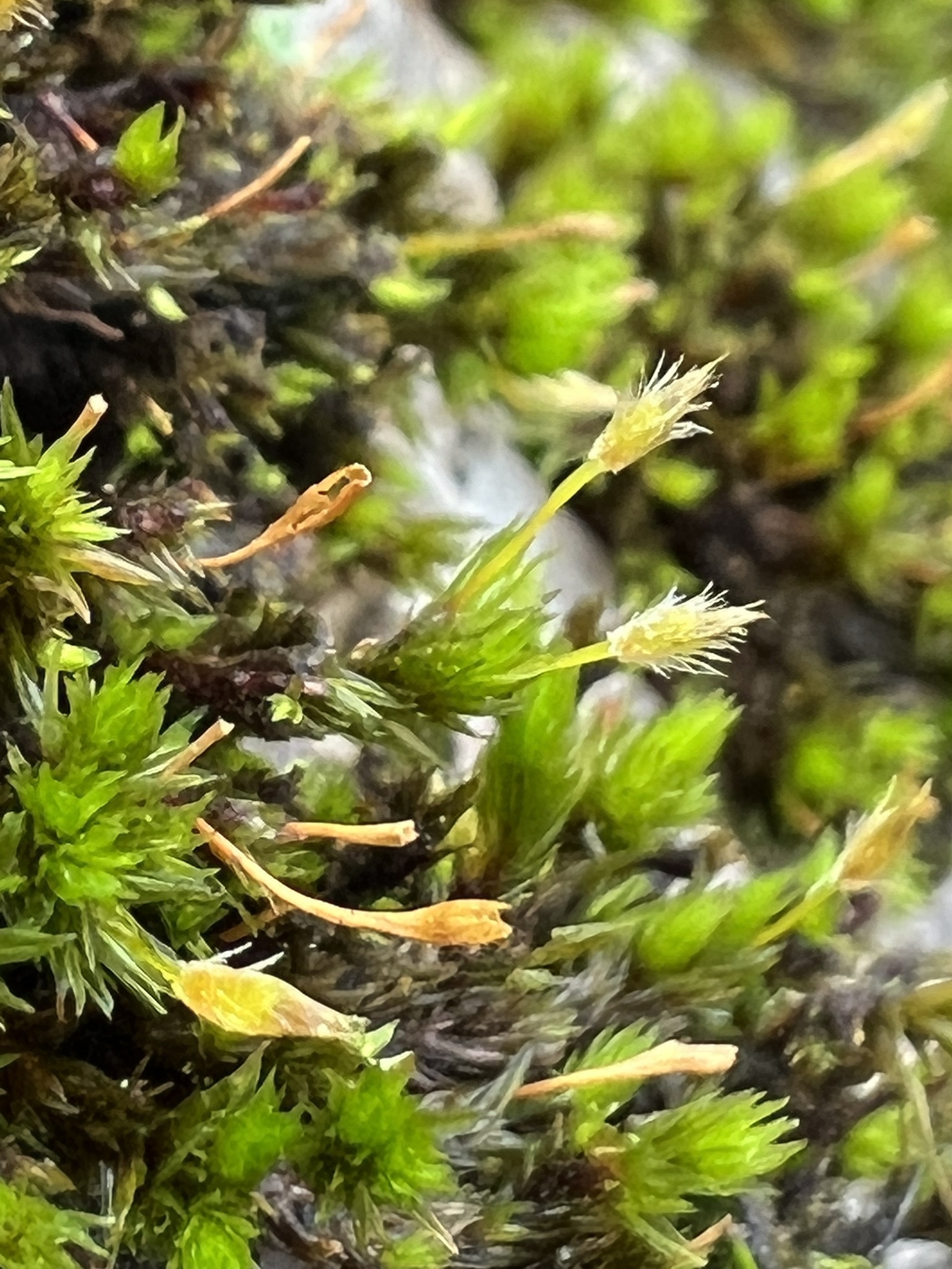 Ulota hutchinsiae var. hutchinsiae