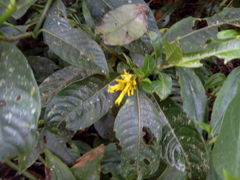 Palicourea lasiorrhachis