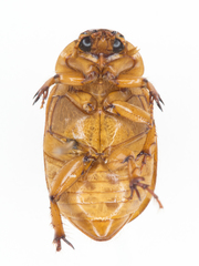 Cyclocephala pasadenae