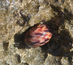 Nerita peloronta